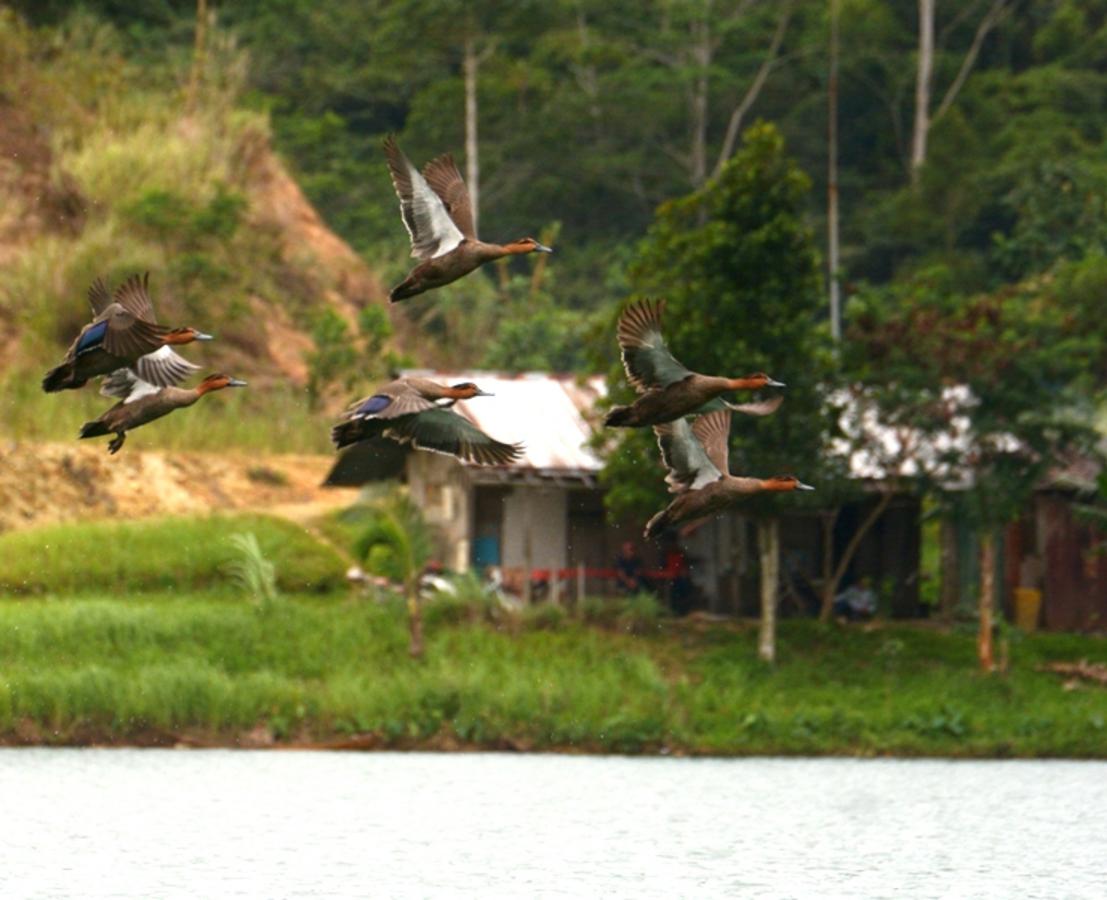 Philippine Ducks Thrive in TVIRD’s Sulphide Dam 